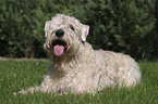 lying Irish Soft Coated Wheaten Terrier