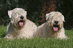 lying Irish Soft Coated Wheaten Terrier