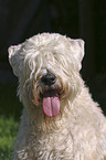 Irish Soft Coated Wheaten Terrier Portrait