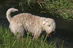 standing Irish Soft Coated Wheaten Terrier