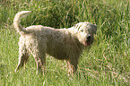 standing Irish Soft Coated Wheaten Terrier