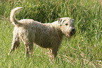 standing Irish Soft Coated Wheaten Terrier