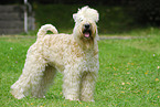 Irish Soft Coated Wheaten Terrier