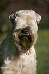 Irish Soft Coated Wheaten Terrier Portrait