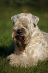 Irish Soft Coated Wheaten Terrier