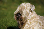 Irish Soft Coated Wheaten Terrier Portrait