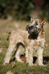 Irish Soft Coated Wheaten Terrier