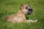 Irish Soft Coated Wheaten Terrier