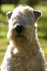 Irish Soft Coated Wheaten Terrier Portrait