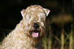 Irish Soft Coated Wheaten Terrier Portrait