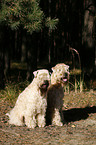 Irish Soft Coated Wheaten Terrier