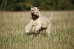 Irish Soft Coated Wheaten Terrier