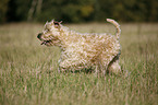 Irish Soft Coated Wheaten Terrier