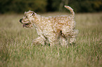 Irish Soft Coated Wheaten Terrier