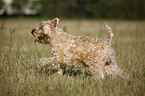 Irish Soft Coated Wheaten Terrier