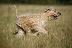 Irish Soft Coated Wheaten Terrier