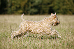 Irish Soft Coated Wheaten Terrier