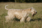 Irish Soft Coated Wheaten Terrier