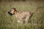 Irish Soft Coated Wheaten Terrier