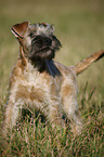 Irish Soft Coated Wheaten Terrier