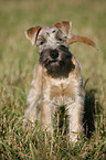 Irish Soft Coated Wheaten Terrier