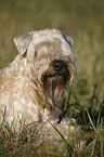 Irish Soft Coated Wheaten Terrier