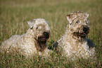 Irish Soft Coated Wheaten Terrier