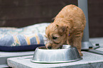 Irish Soft Coated Wheaten Terrier Puppy