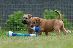 Irish Soft Coated Wheaten Terrier Puppies