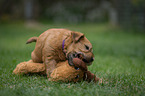 Irish Soft Coated Wheaten Terrier Puppy