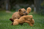 Irish Soft Coated Wheaten Terrier Puppy