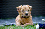 Irish Soft Coated Wheaten Terrier Puppy