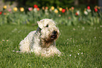 lying Irish Soft Coated Wheaten Terrier