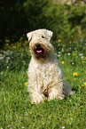 sitting Irish Soft Coated Wheaten Terrier