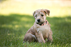 Irish Soft Coated Wheaten Terrier Puppy