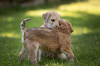 Irish Soft Coated Wheaten Terrier Puppies