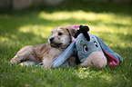 Irish Soft Coated Wheaten Terrier Puppy