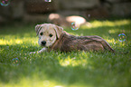 Irish Soft Coated Wheaten Terrier Puppy