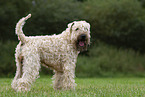 Irish Soft Coated Wheaten Terrier in the summer