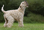 Irish Soft Coated Wheaten Terrier in the summer