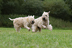 2 Irish Soft Coated Wheaten Terrier