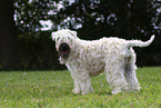 Irish Soft Coated Wheaten Terrier in the summer