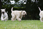 3 Irish Soft Coated Wheaten Terrier