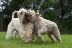 2 Irish Soft Coated Wheaten Terrier