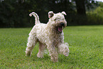 Irish Soft Coated Wheaten Terrier in the summer