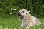 Irish Soft Coated Wheaten Terrier in the summer