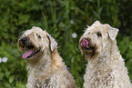 2 Irish Soft Coated Wheaten Terrier