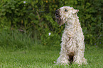 Irish Soft Coated Wheaten Terrier in the summer