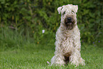 Irish Soft Coated Wheaten Terrier in the summer