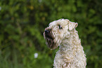 Irish Soft Coated Wheaten Terrier in the summer